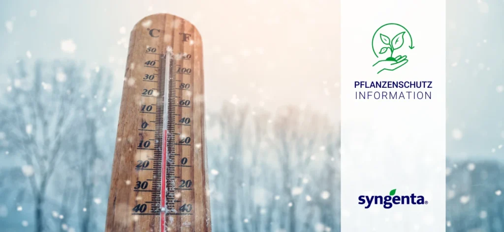 Effektive Schädlingsbekämpfung im Winter: Insektizide richtig einsetzen, Pflanzenschutzinformation Syngenta, GBC Österreich