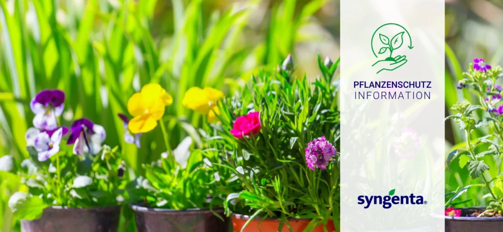 Optimale Wuchsregulierung für Gattungsmischungen: Bonzi im Einsatz - erhältlich bei GBC Österreich!