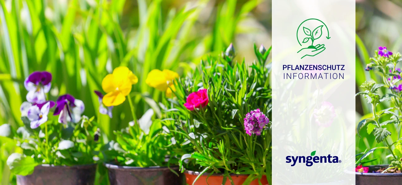 Optimale Wuchsregulierung für Gattungsmischungen: Bonzi im Einsatz - erhältlich bei GBC Österreich!